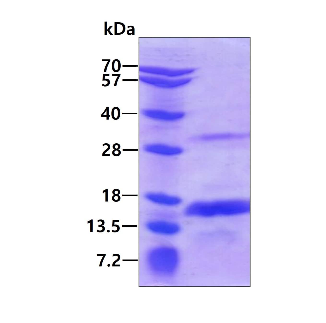 SDS-Page: Recombinant Human CRIPT Protein [NBP1-98982] - 3ug by SDS-PAGE under reducing condition and visualized by coomassie blue stain.
